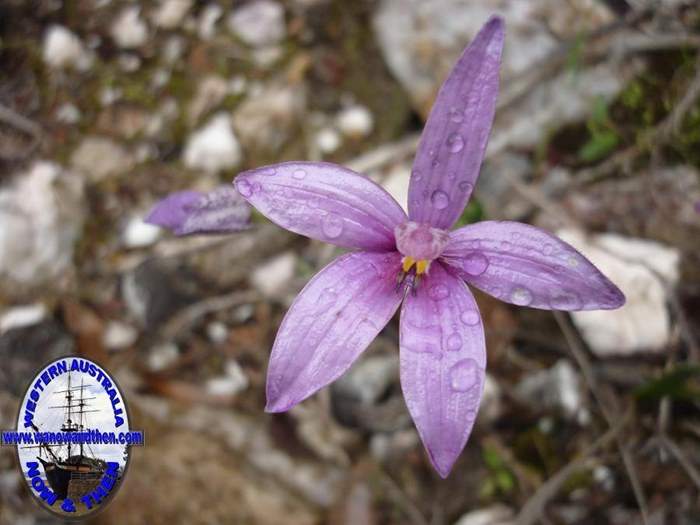 Elythranthera emarginata - Pink Enamel Orchid - 03.JPG